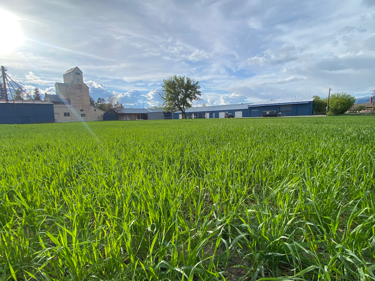 A field of short green grass-like growth with a complex of mill buildings against a bright blue sky.