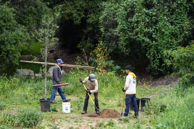 Three people digging up dirt in a forest.