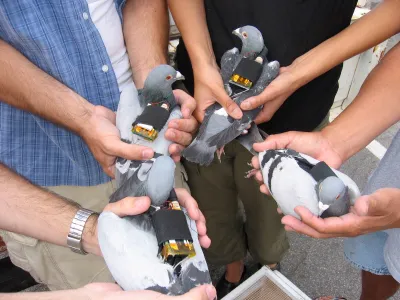 Several people holding pigeons with machines attached to their backs.